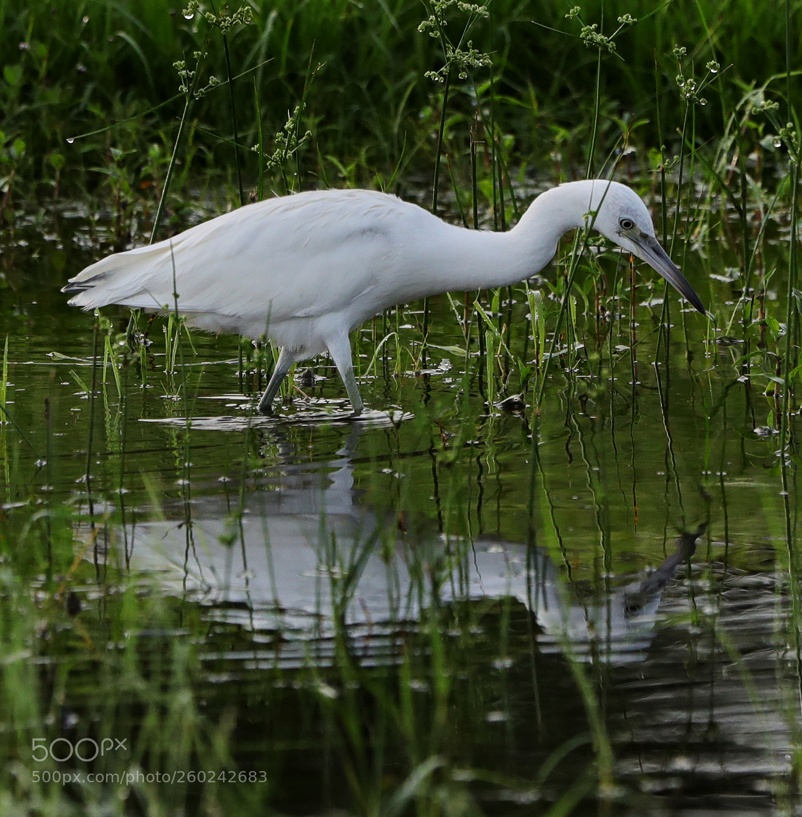 Canon EOS-1D X Mark II sample photo. 05-31-18-0020692.jpg photography