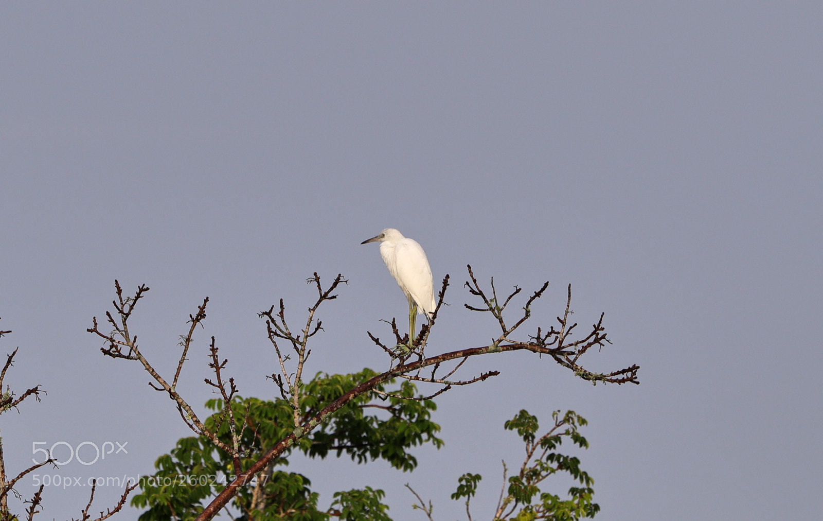 Canon EOS-1D X Mark II sample photo. 05-31-18-0020689.jpg photography