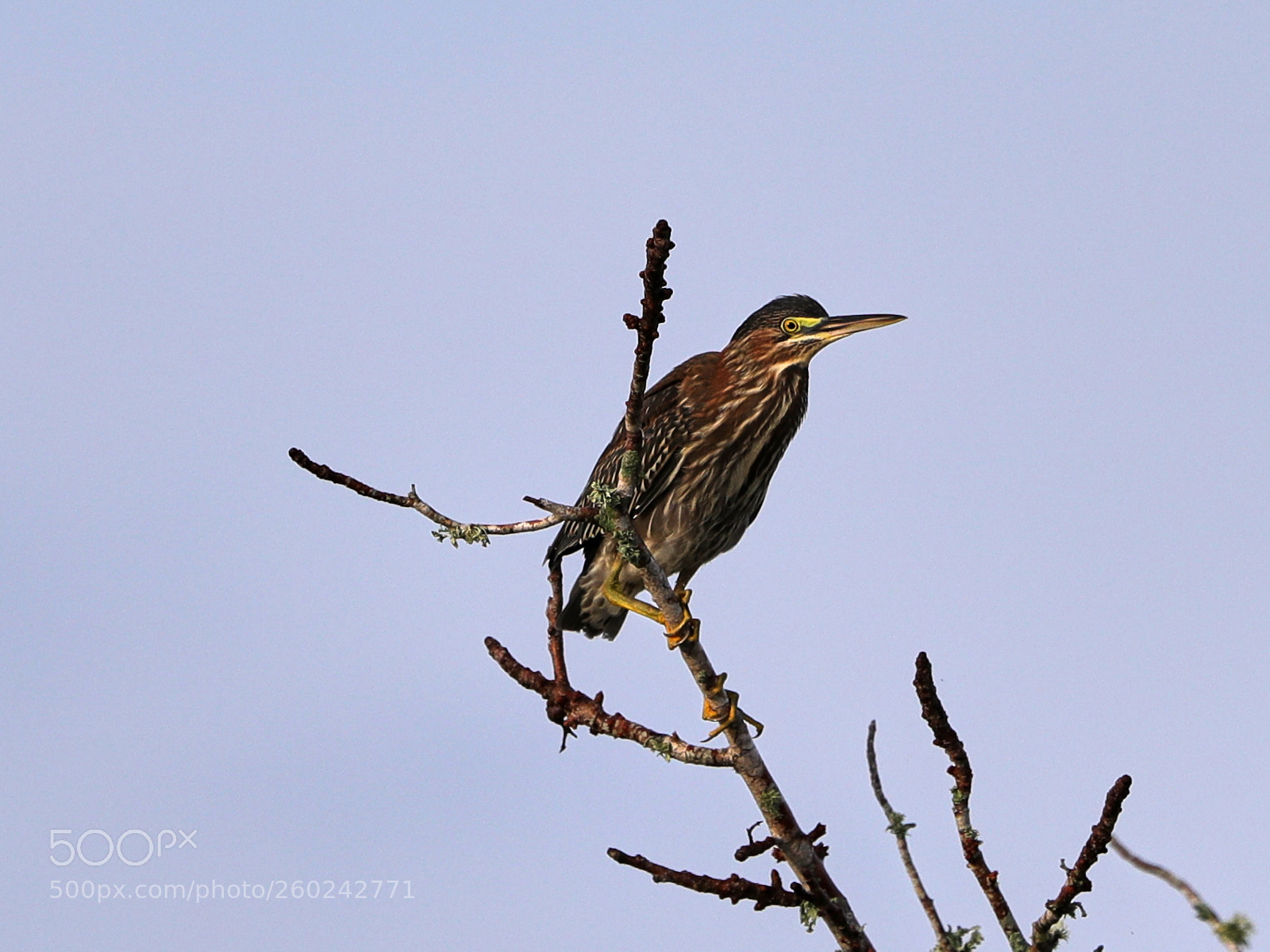Canon EOS-1D X Mark II sample photo. 05-31-18-0020684.jpg photography