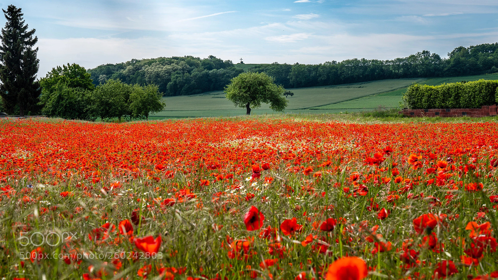 Sony a7R III sample photo. Blumenwiese photography
