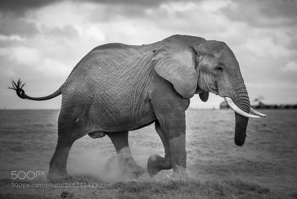Nikon D750 sample photo. Elephant photography