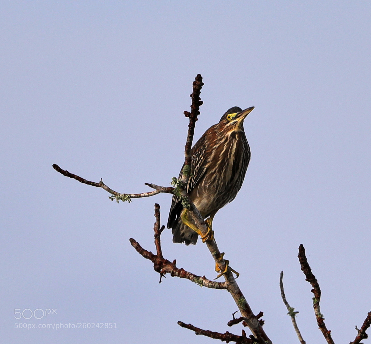 Canon EOS-1D X Mark II sample photo. 05-31-18-0020682.jpg photography