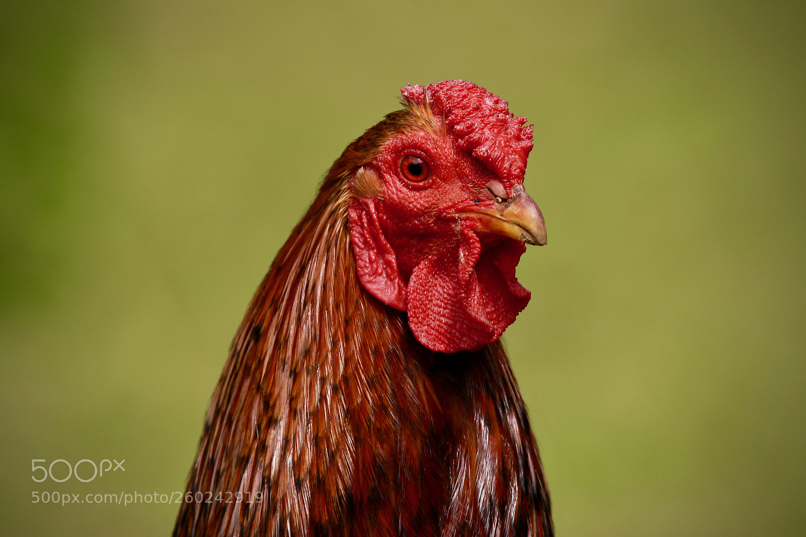 Canon EOS 7D Mark II sample photo. Wyandotten rooster photography