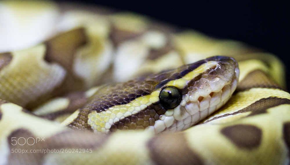Canon EOS 7D sample photo. Img photography