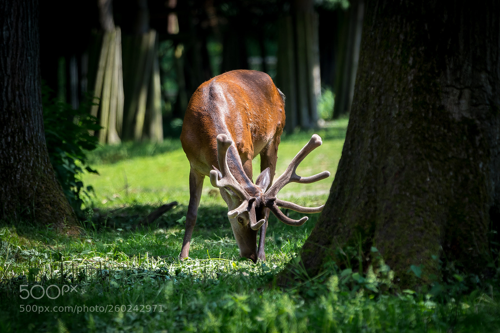 Canon EOS 6D Mark II sample photo. Cervine photography