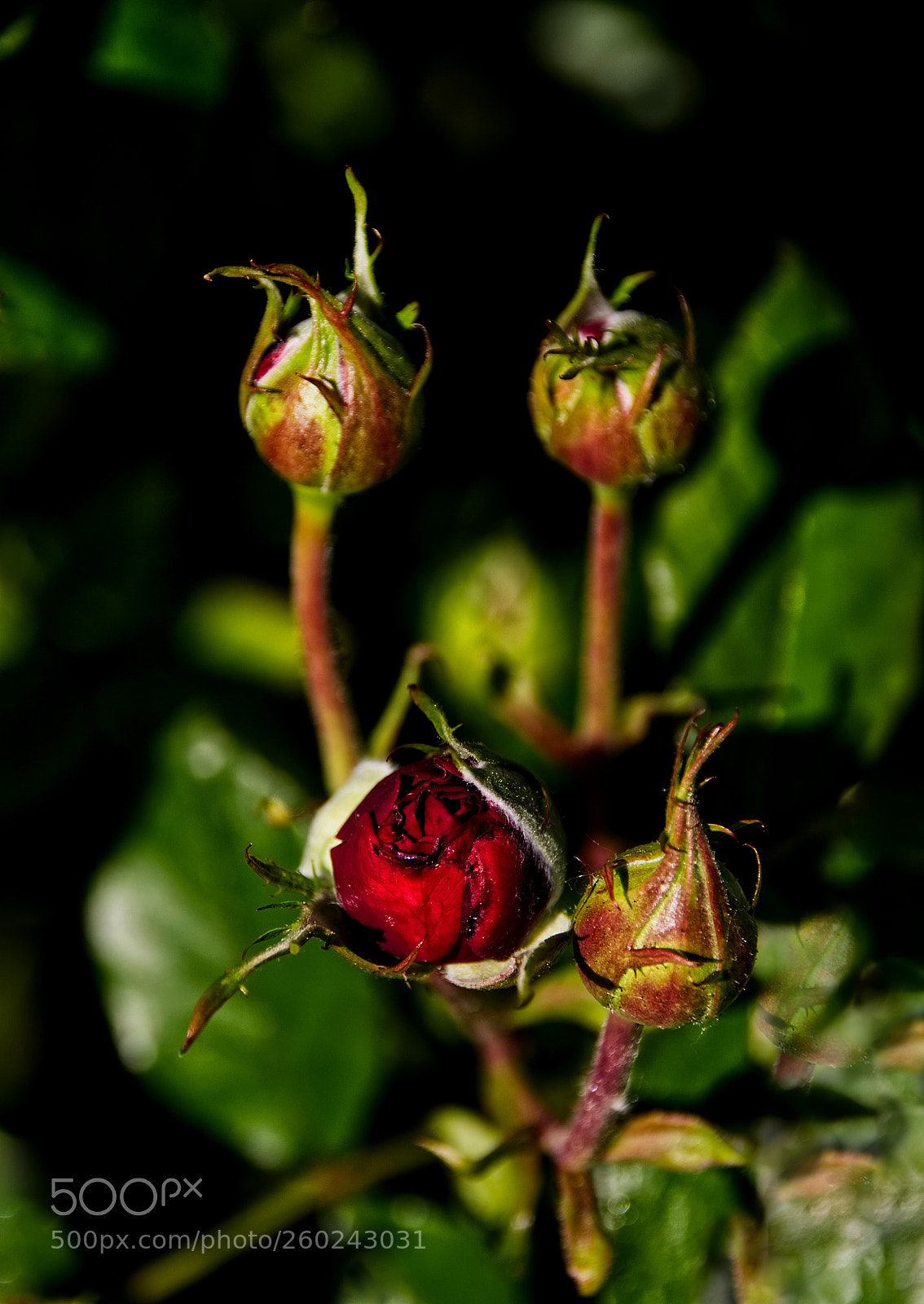 Nikon D810 sample photo. Rose bud in the photography
