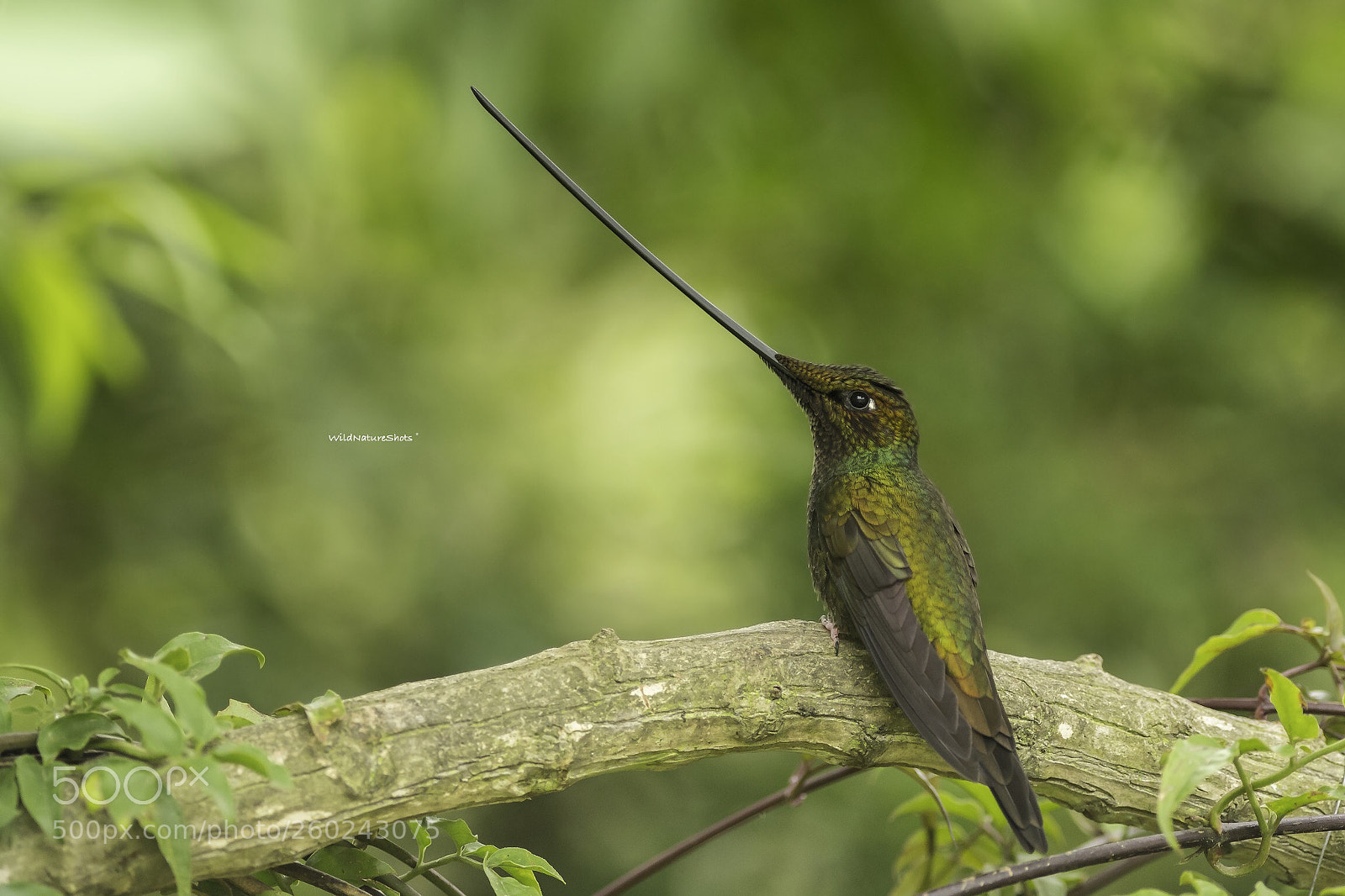 Nikon D500 sample photo. Sword-billed hummingbird photography