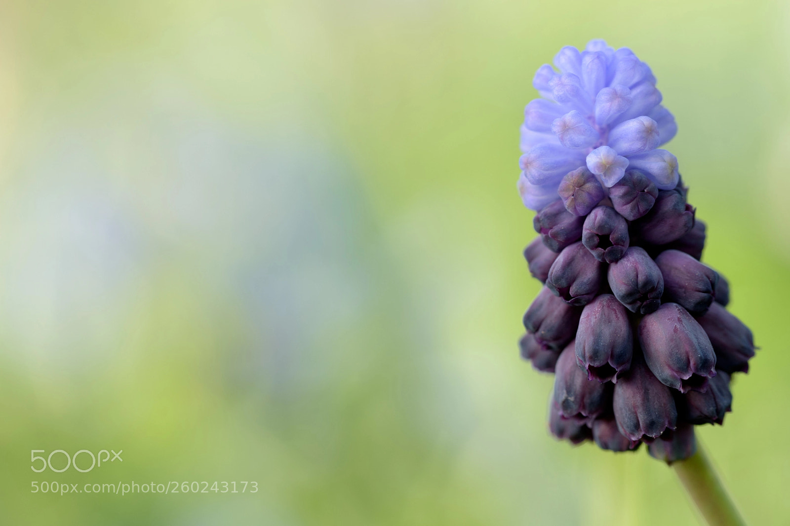Nikon D5500 sample photo. To do it, to photography