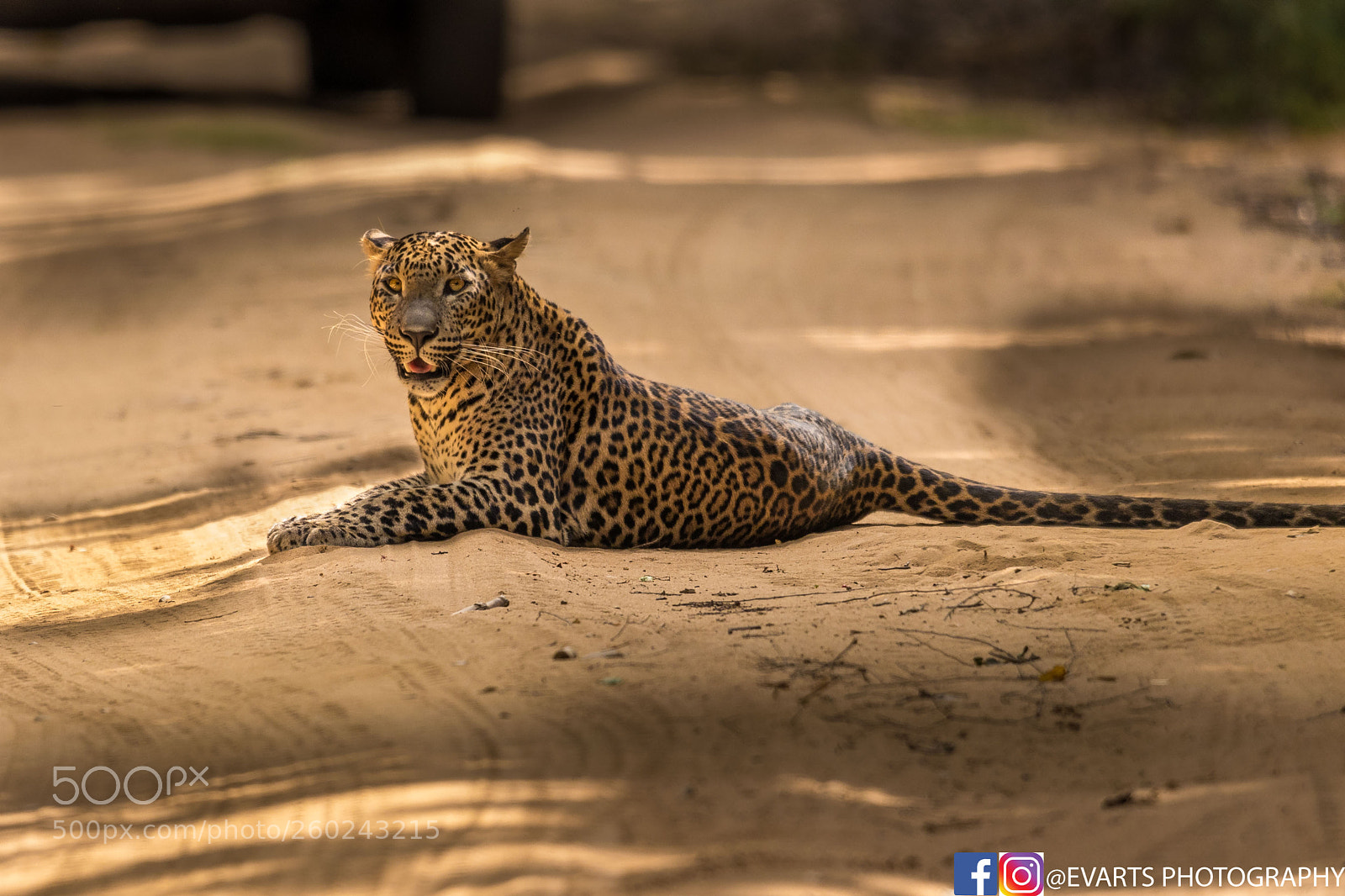 Canon EOS 5D Mark IV sample photo. The sri lankan leopard photography