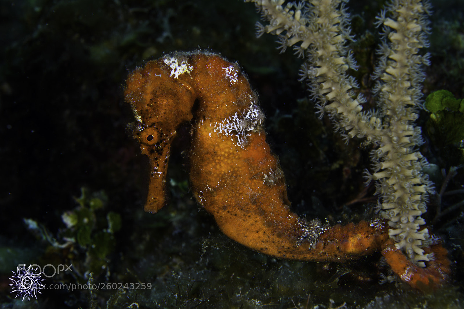 Nikon D500 sample photo. Red hippocampus erectus photography