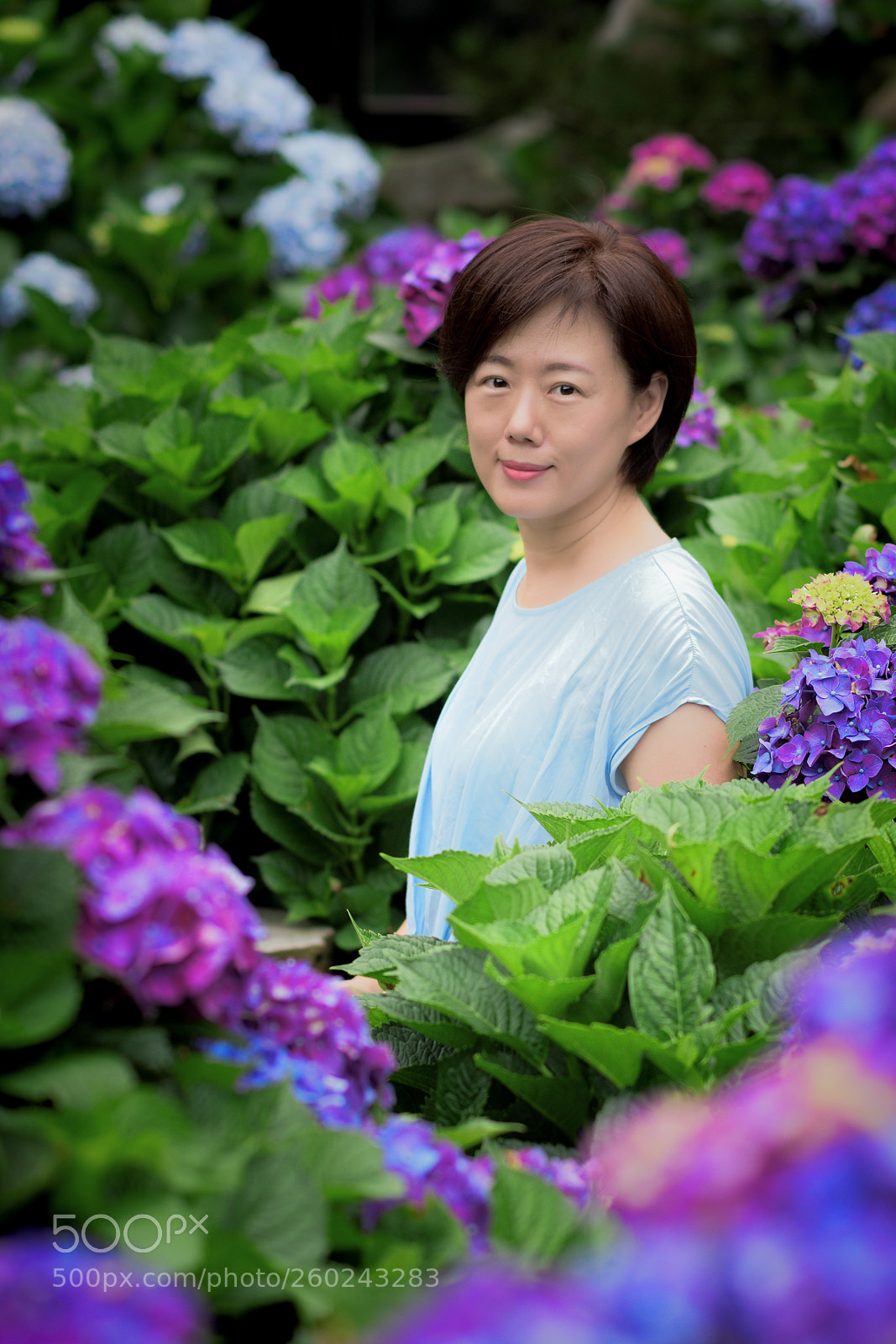Nikon D810 sample photo. Hydrangea photography
