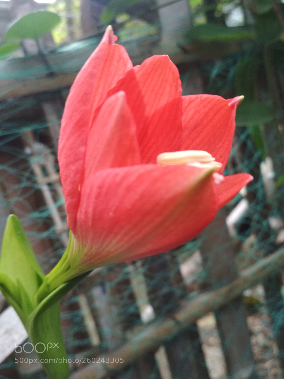 Xiaomi Redmi 4X sample photo. Lily photography