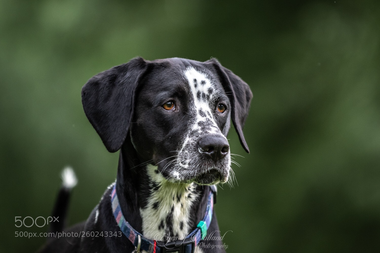 Canon EOS 7D Mark II sample photo. Just a dog photography