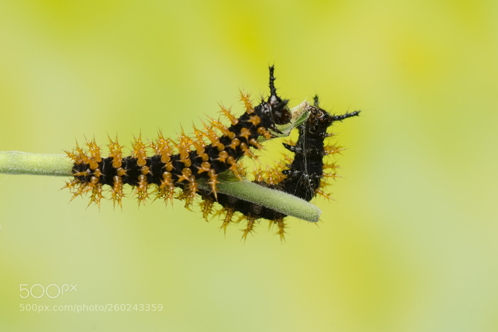 Nikon D7000 sample photo. Caterpillars photography