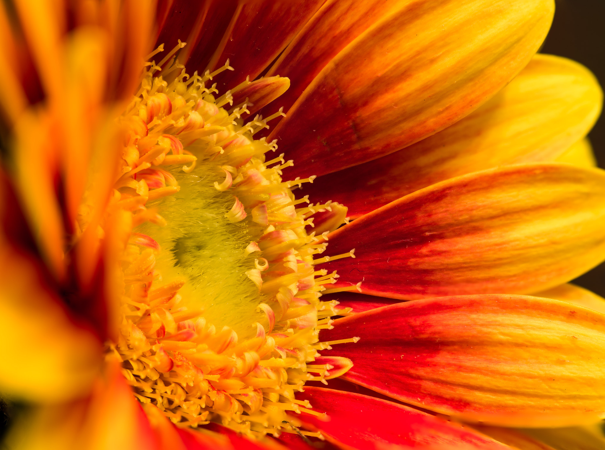 Pentax K-1 Mark II sample photo. Gerbera  photography