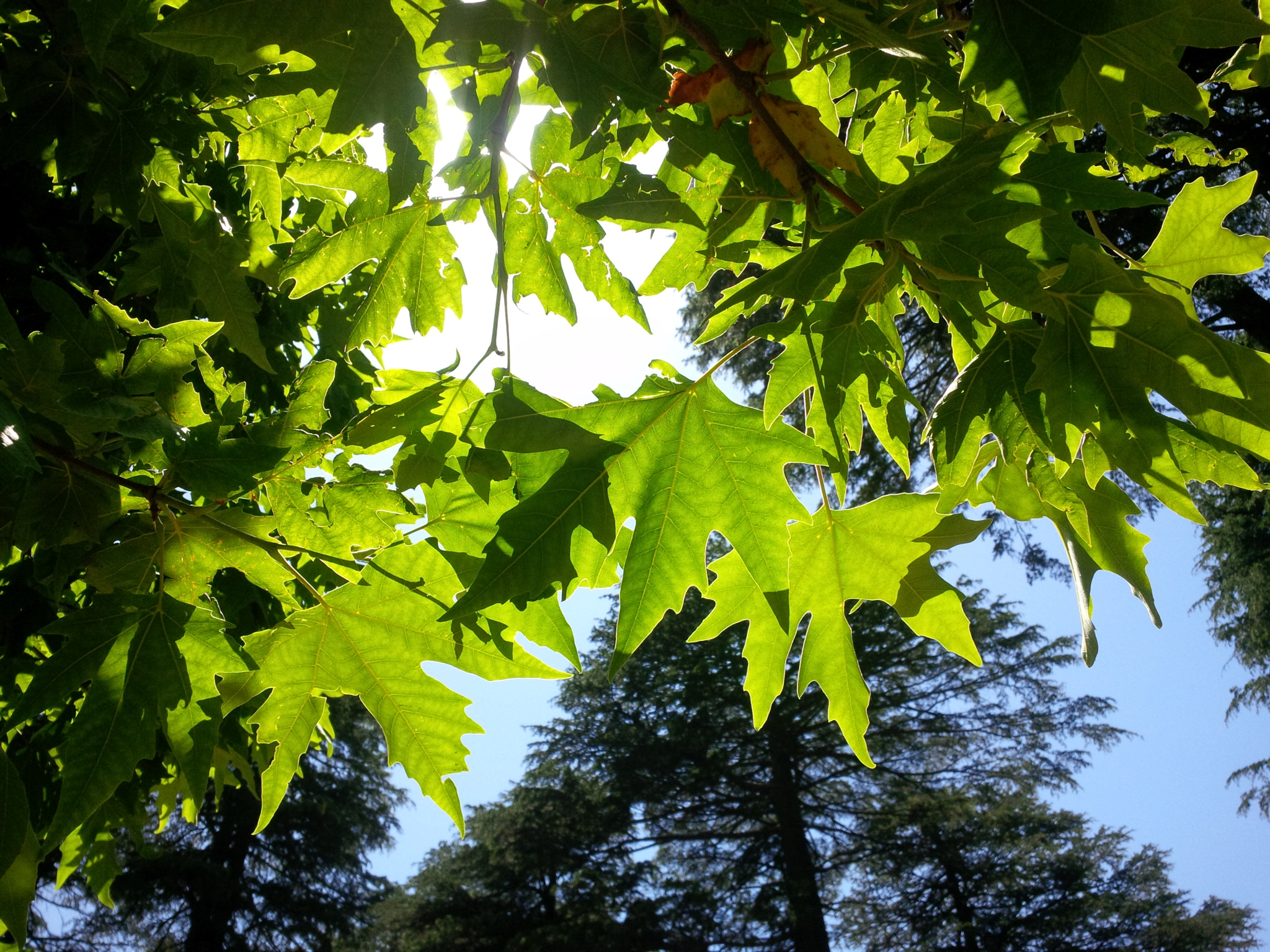 BlackBerry Z10 sample photo. Sunshine photography