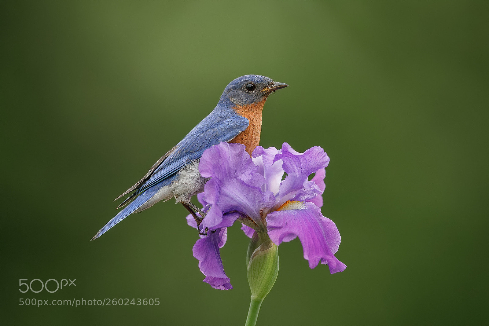 Canon EOS 5D Mark IV sample photo. Bluebird and iris photography