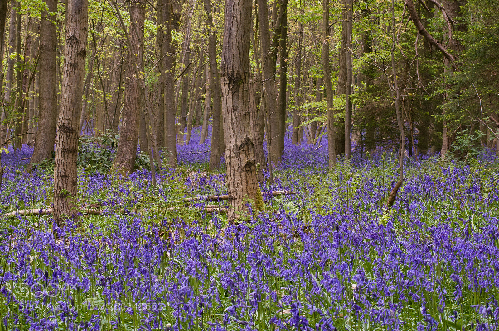 Nikon D90 sample photo. Bluebells photography