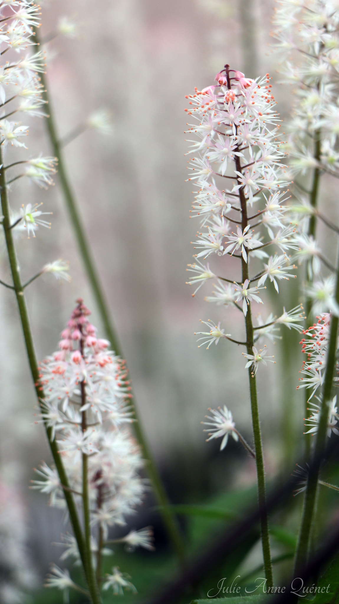 Canon EOS 650D (EOS Rebel T4i / EOS Kiss X6i) sample photo. Tiarella photography