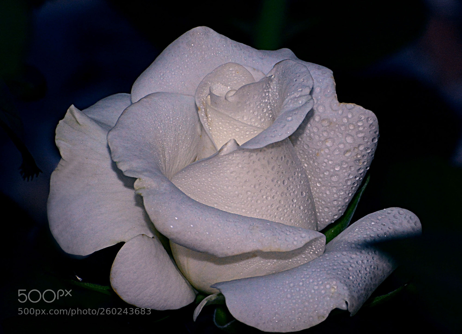 Nikon D7100 sample photo. Untitled photography