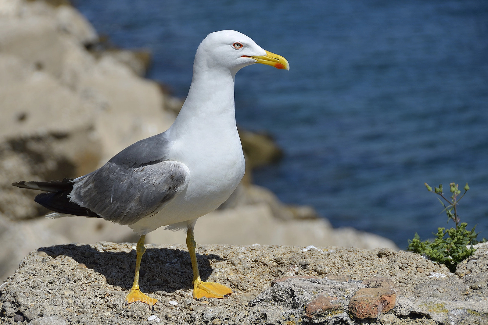 Nikon D7000 sample photo. Cádiz- gaviota patiamarilla photography