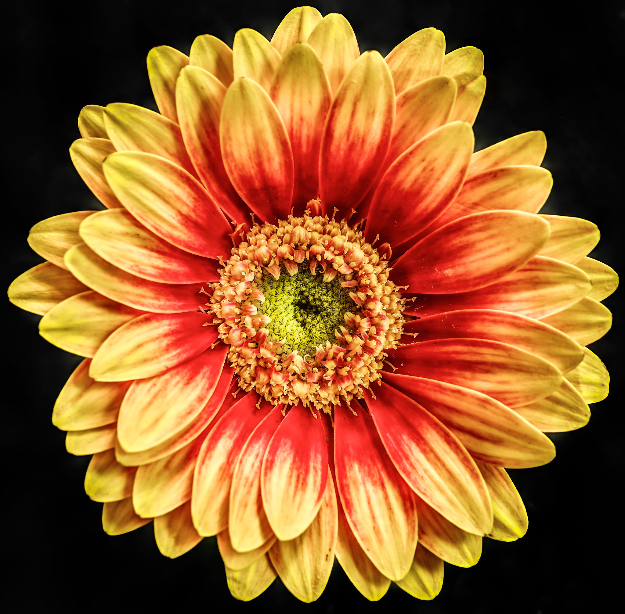 Pentax K-1 Mark II sample photo. Gerbera  photography