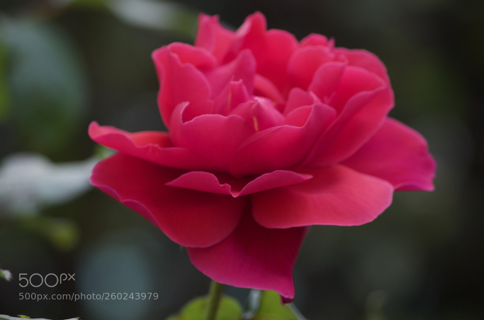 Pentax K-50 sample photo. Untitled photography