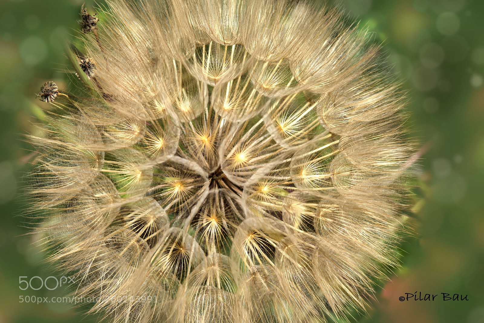 Nikon D3100 sample photo. Dandelion 2 photography