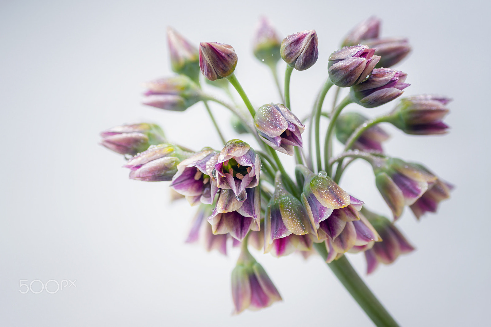 Sony SLT-A65 (SLT-A65V) sample photo. Allium siculum photography