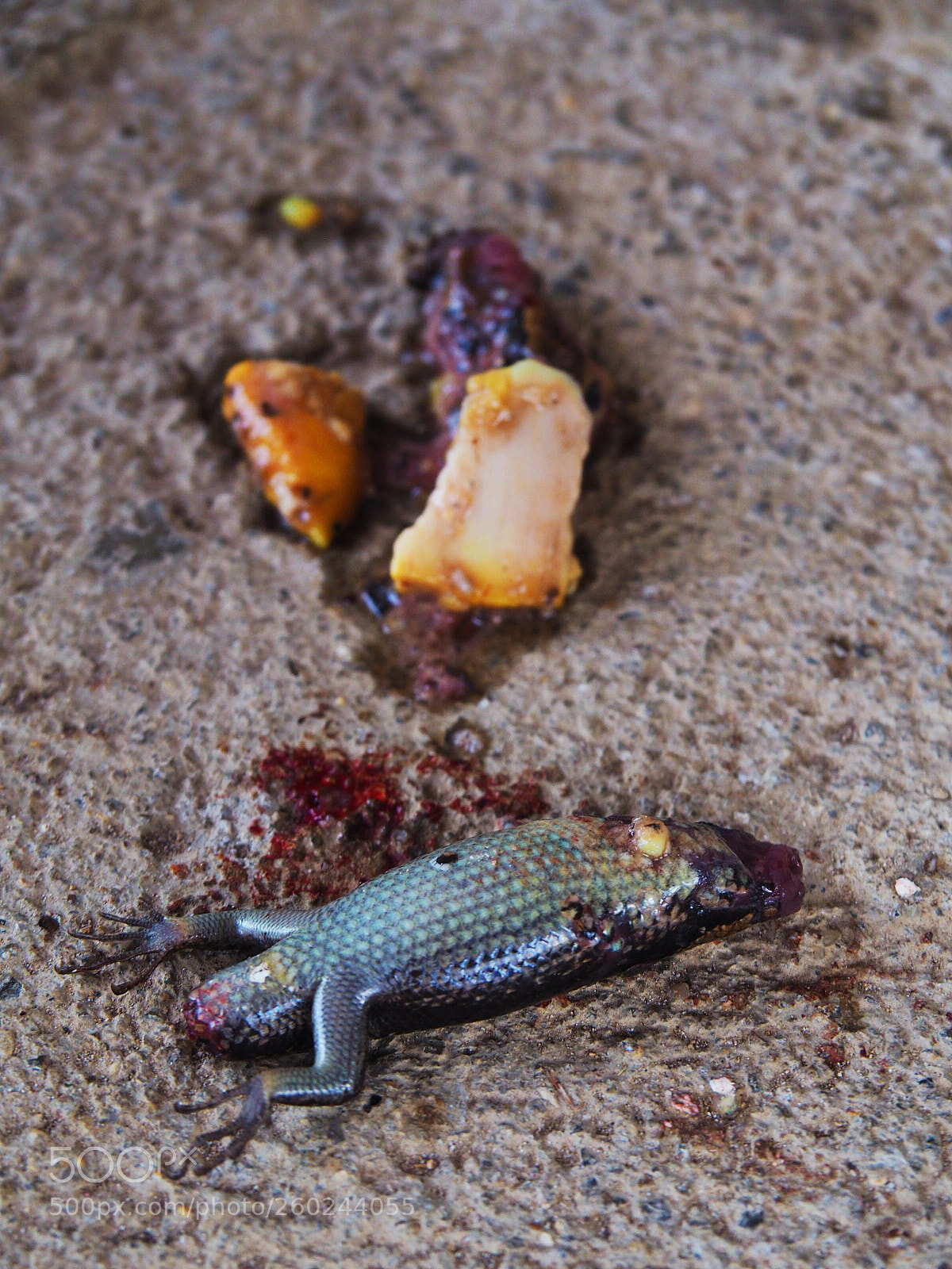 Olympus OM-D E-M10 II sample photo. Lizard remains photography