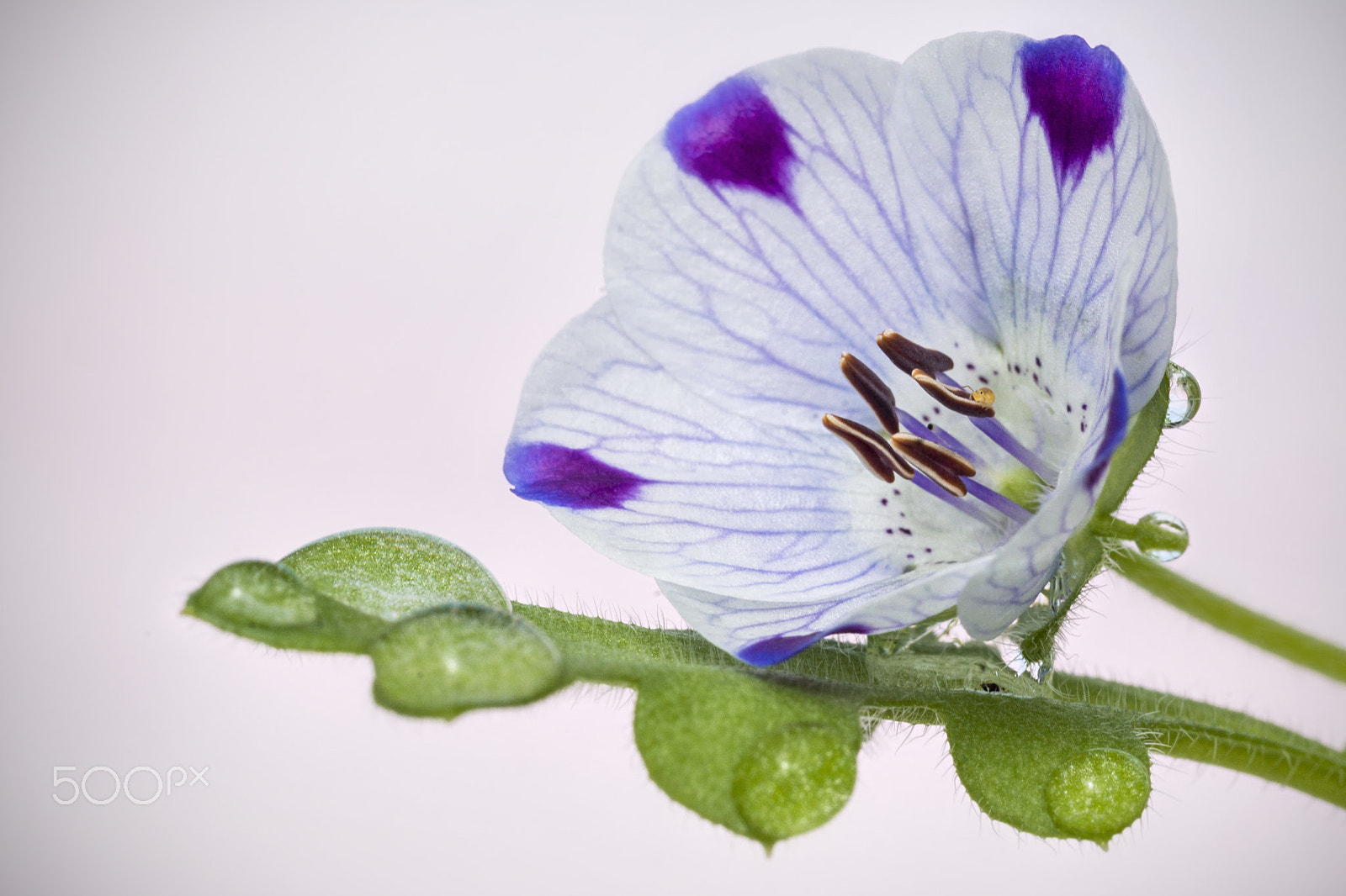 Sony SLT-A65 (SLT-A65V) sample photo. Nemophila photography