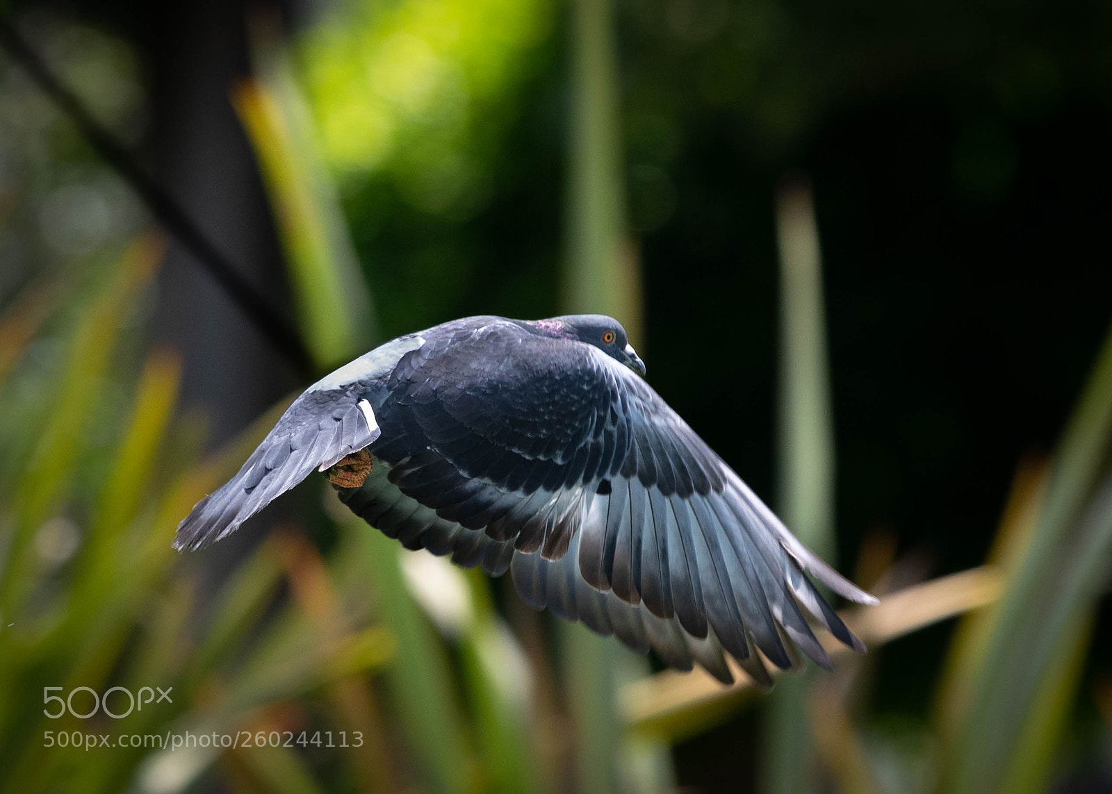 Nikon D3300 sample photo. Flying home photography