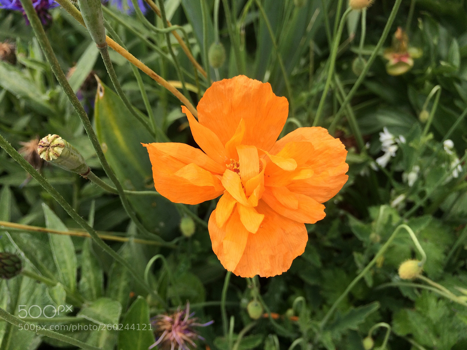 Apple iPhone 5s sample photo. Summer vibes... photography