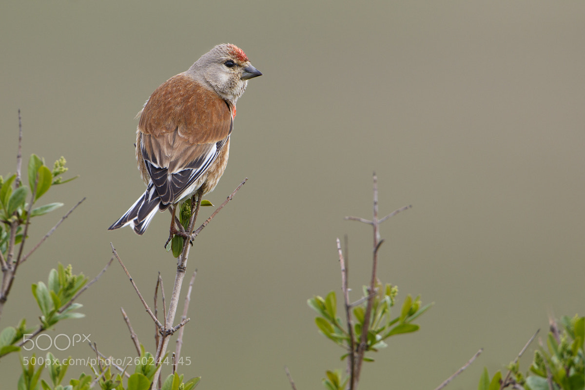 Canon EOS 7D Mark II sample photo. Common linnet photography