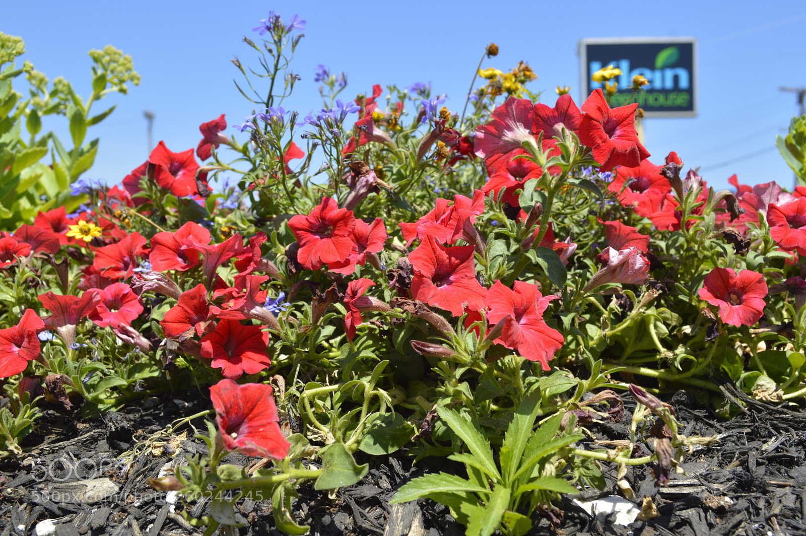 Nikon D3200 sample photo. Amaryllis in new bedford photography
