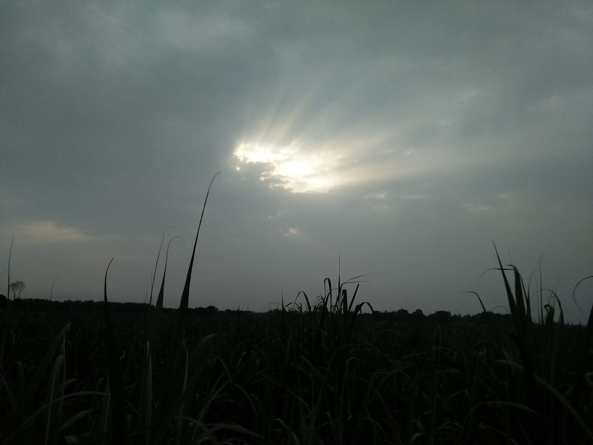 OPPO A37fw-International sample photo. Just another phase of nature photography