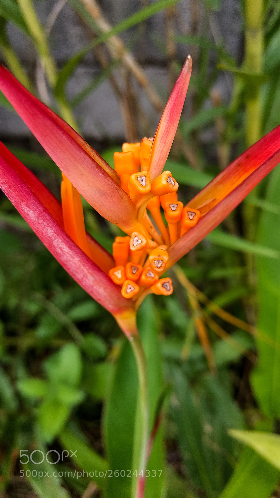 Motorola Moto G (4) sample photo. Macro flower photography