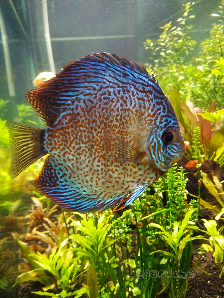 Xiaomi Redmi 5A sample photo. Fish photography