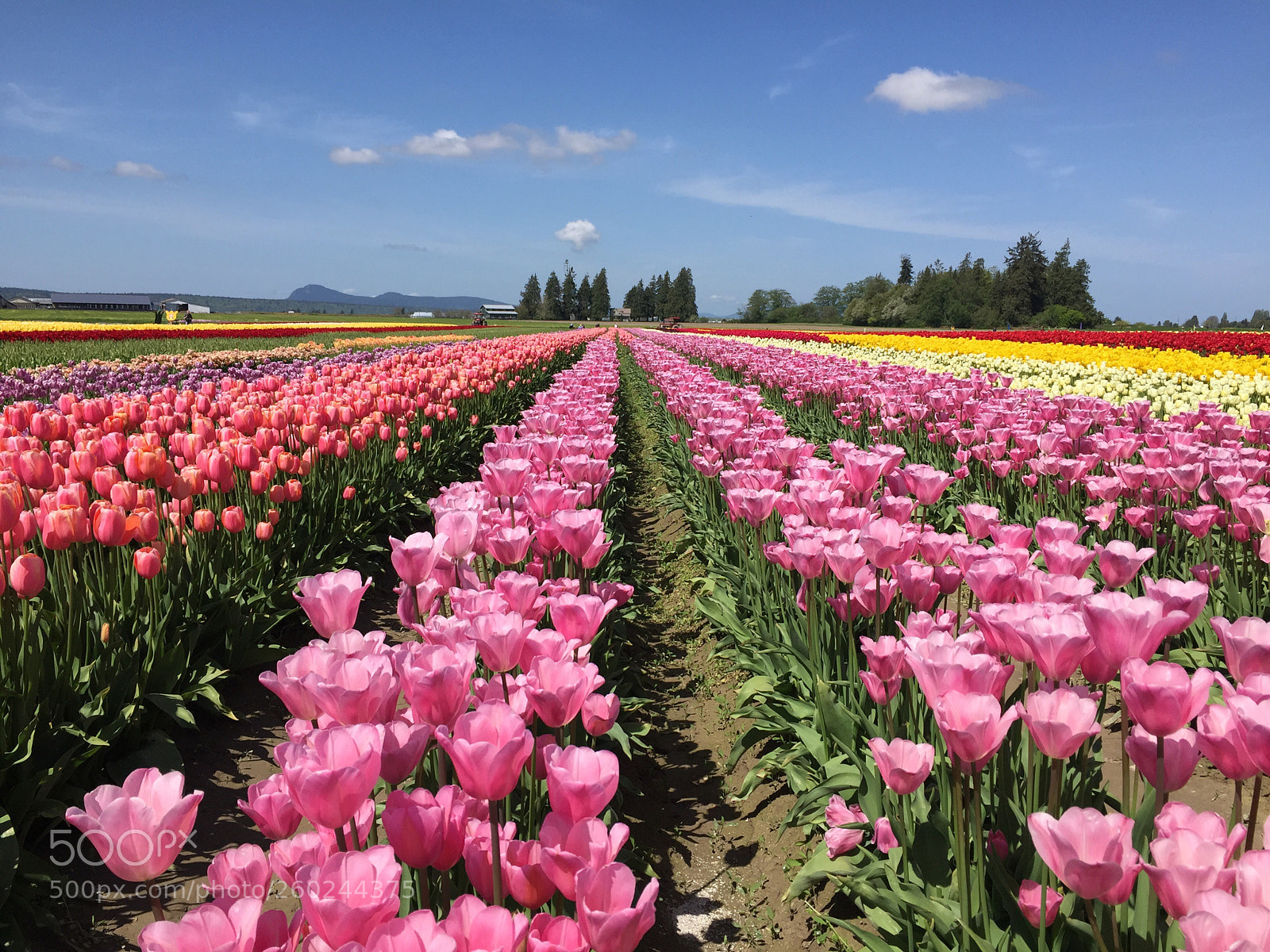 Apple iPhone 6 sample photo. Tulip point photography