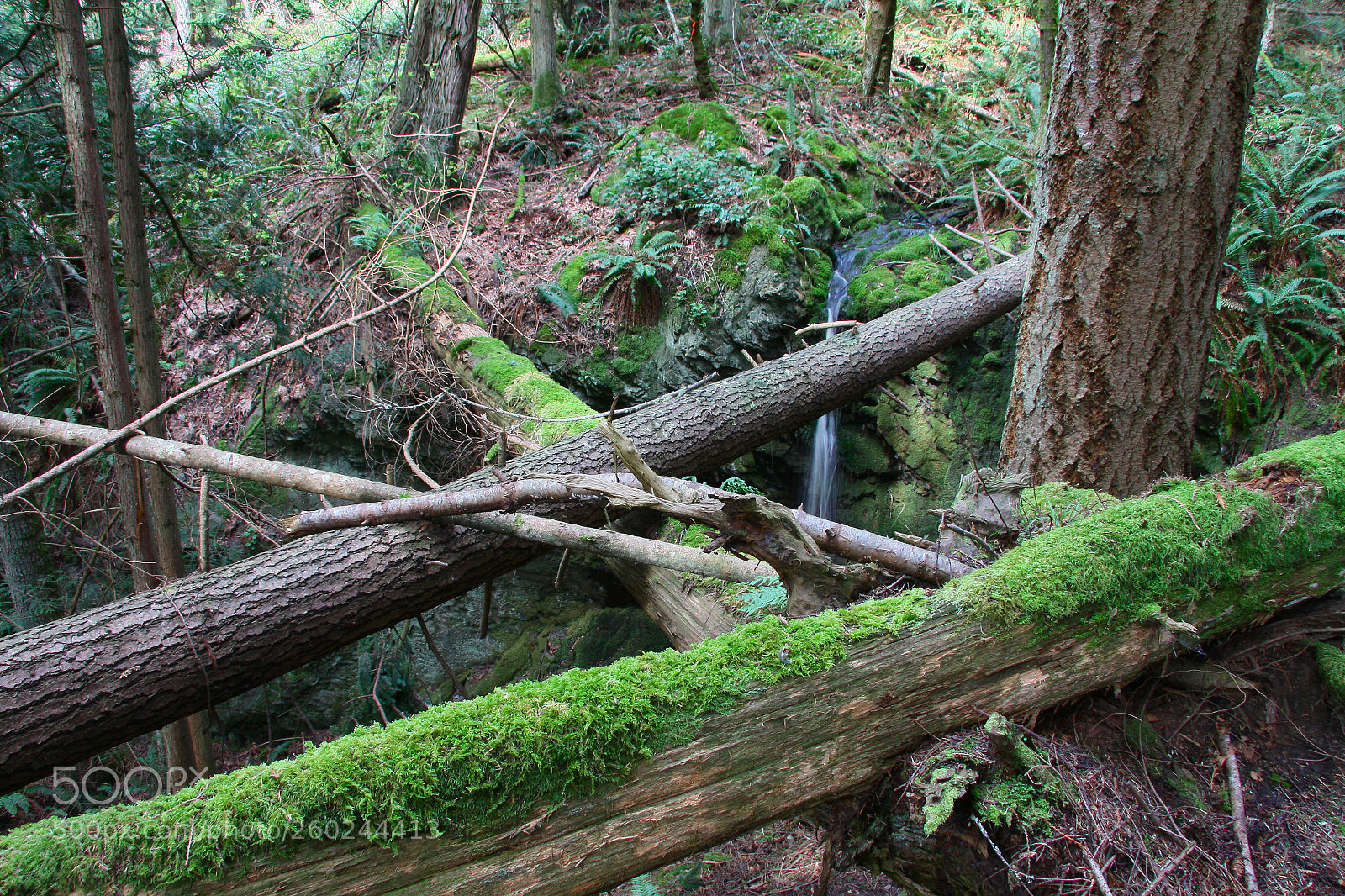 Canon EOS 50D sample photo. Fallen logs and waterfall photography