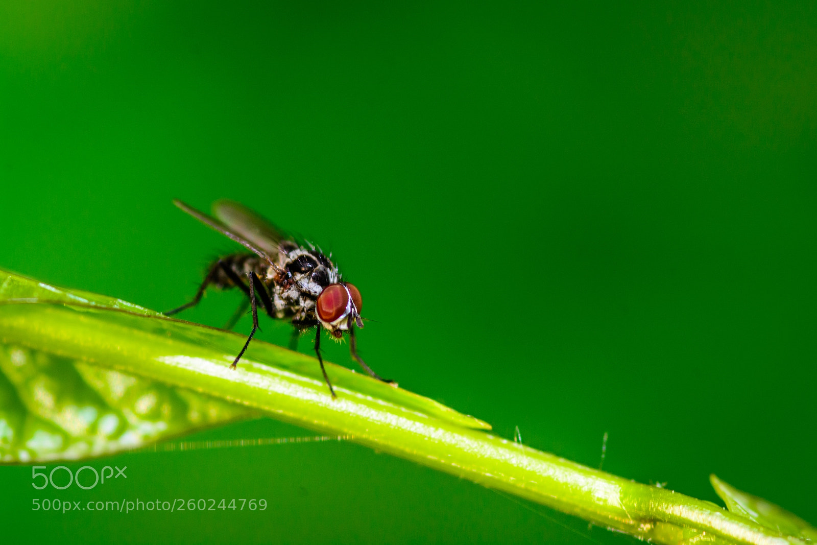 Nikon D7100 sample photo. Fly photography