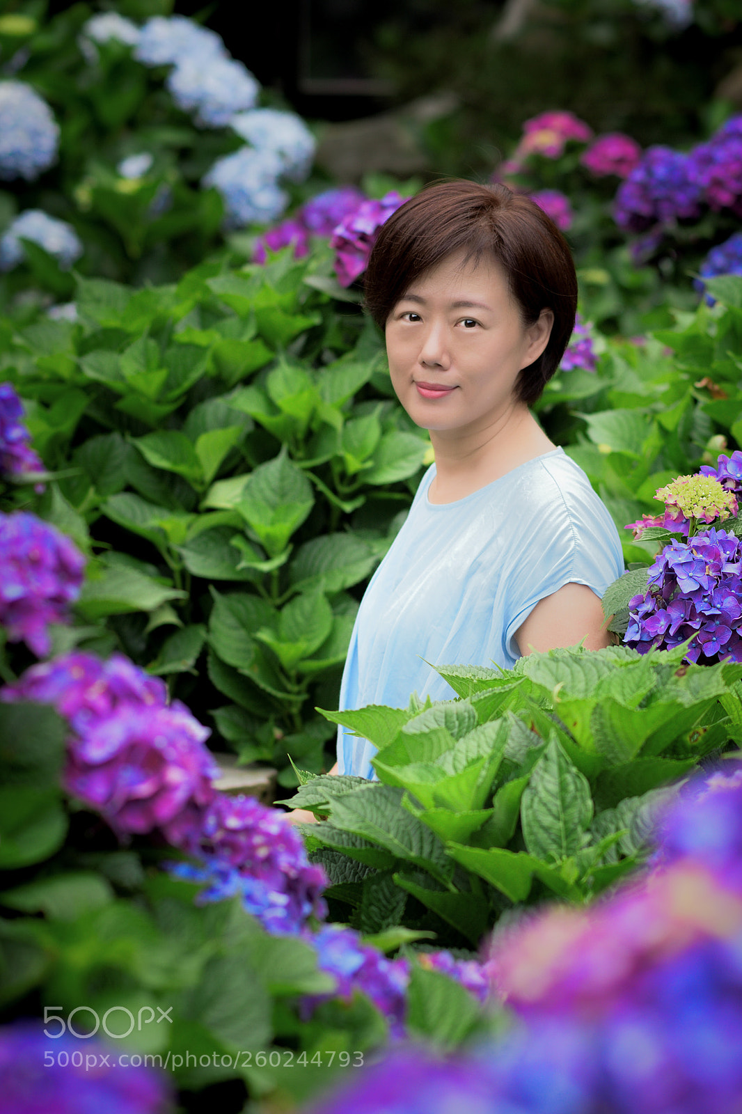Nikon D810 sample photo. Hydrangea photography