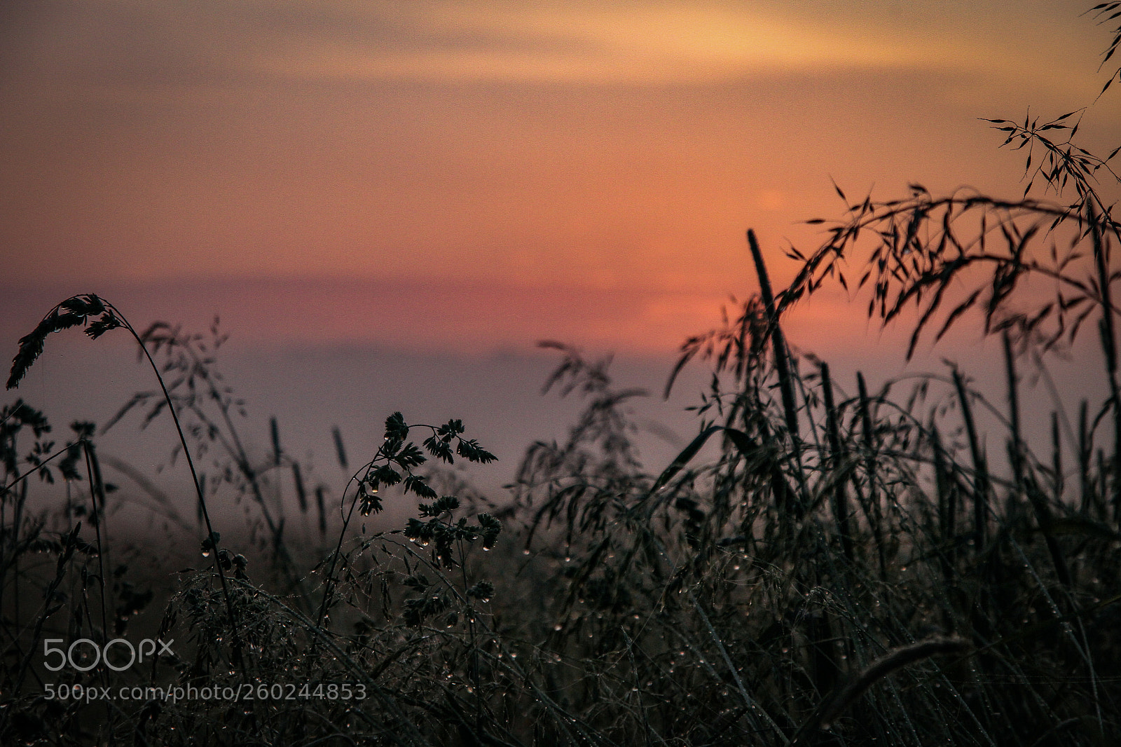 Canon EOS 7D sample photo. Good morning photography