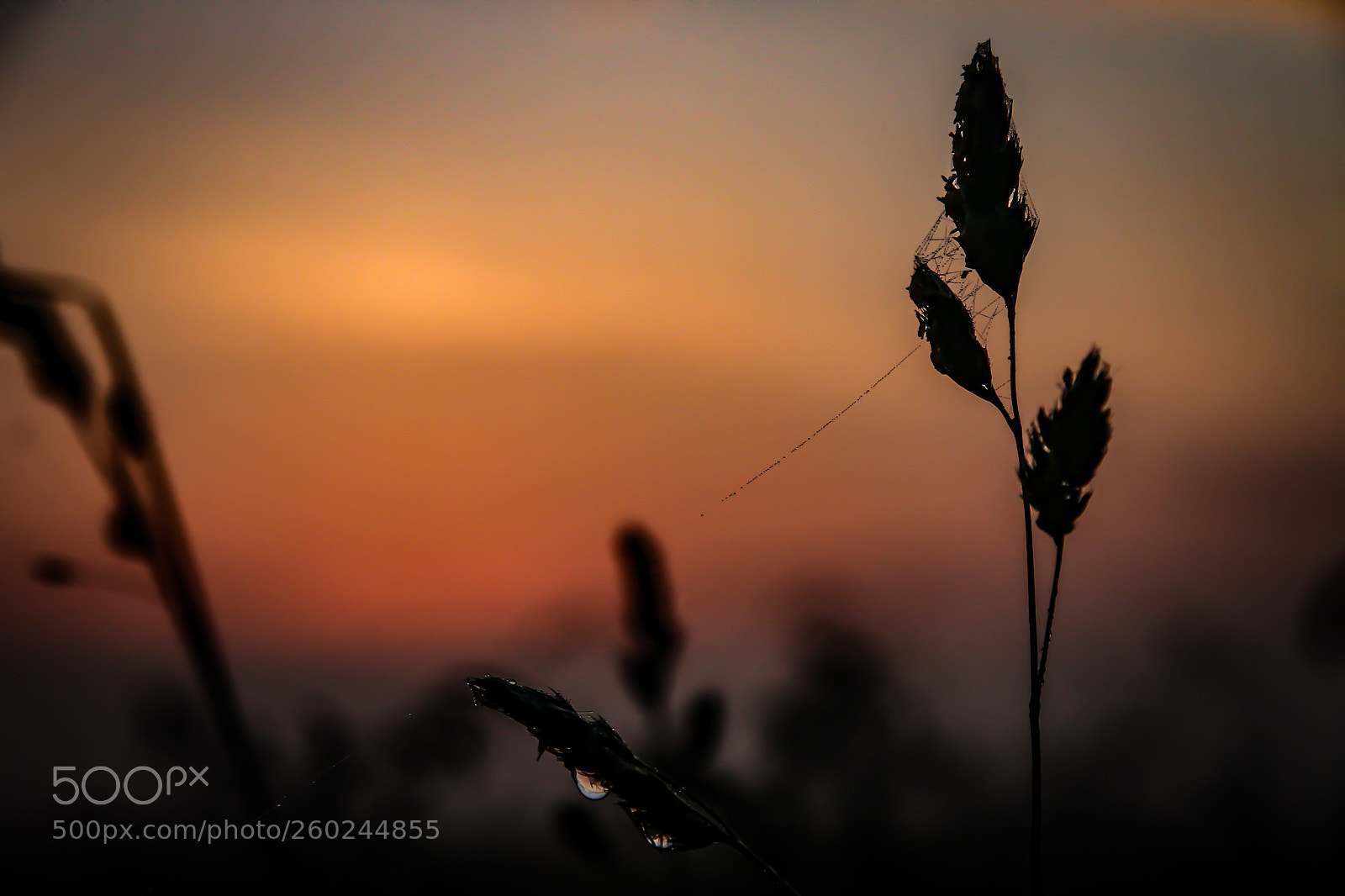 Canon EOS 7D sample photo. Good morning photography