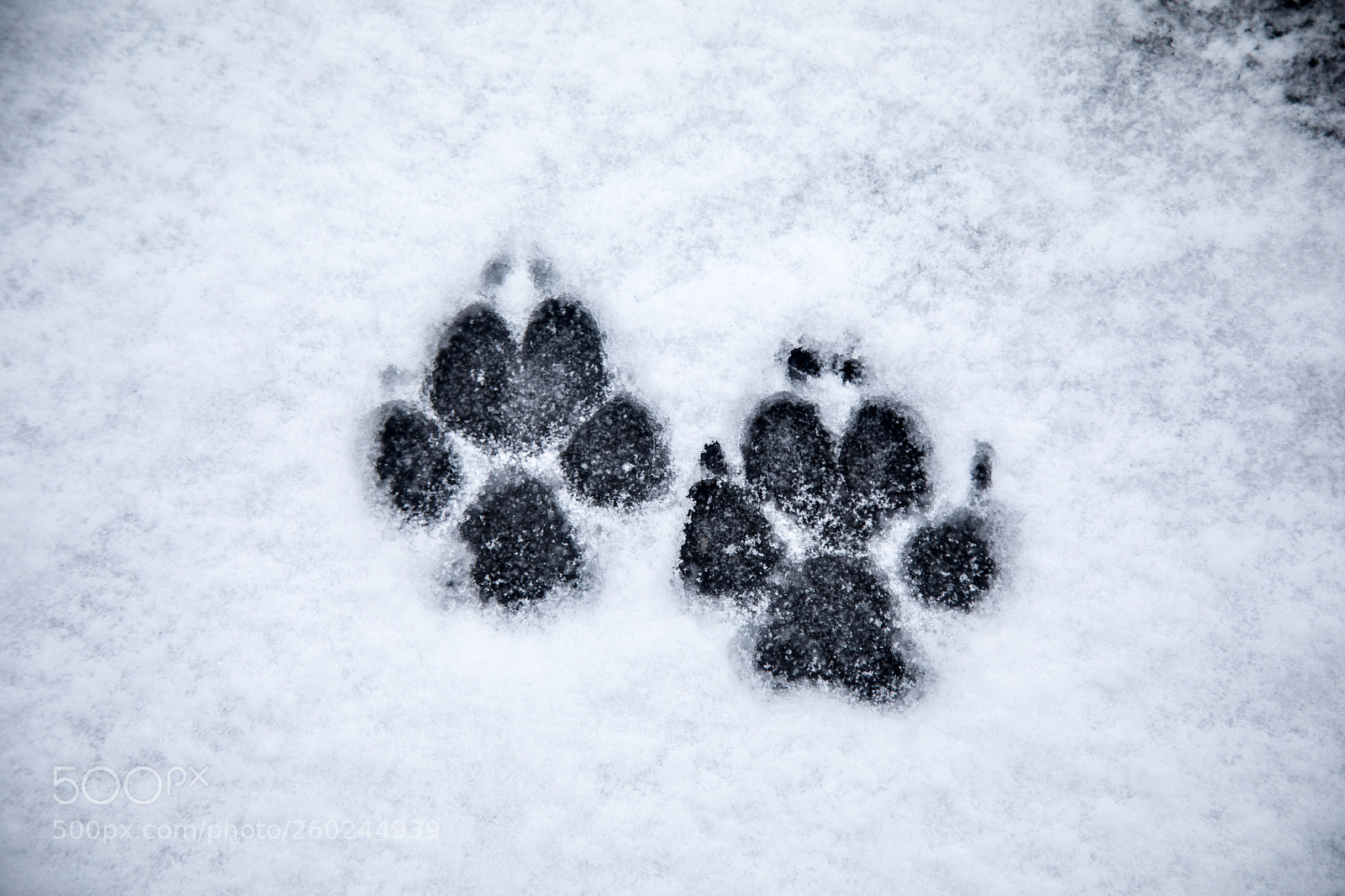 Canon EOS 5D Mark IV sample photo. Paw prints in the photography