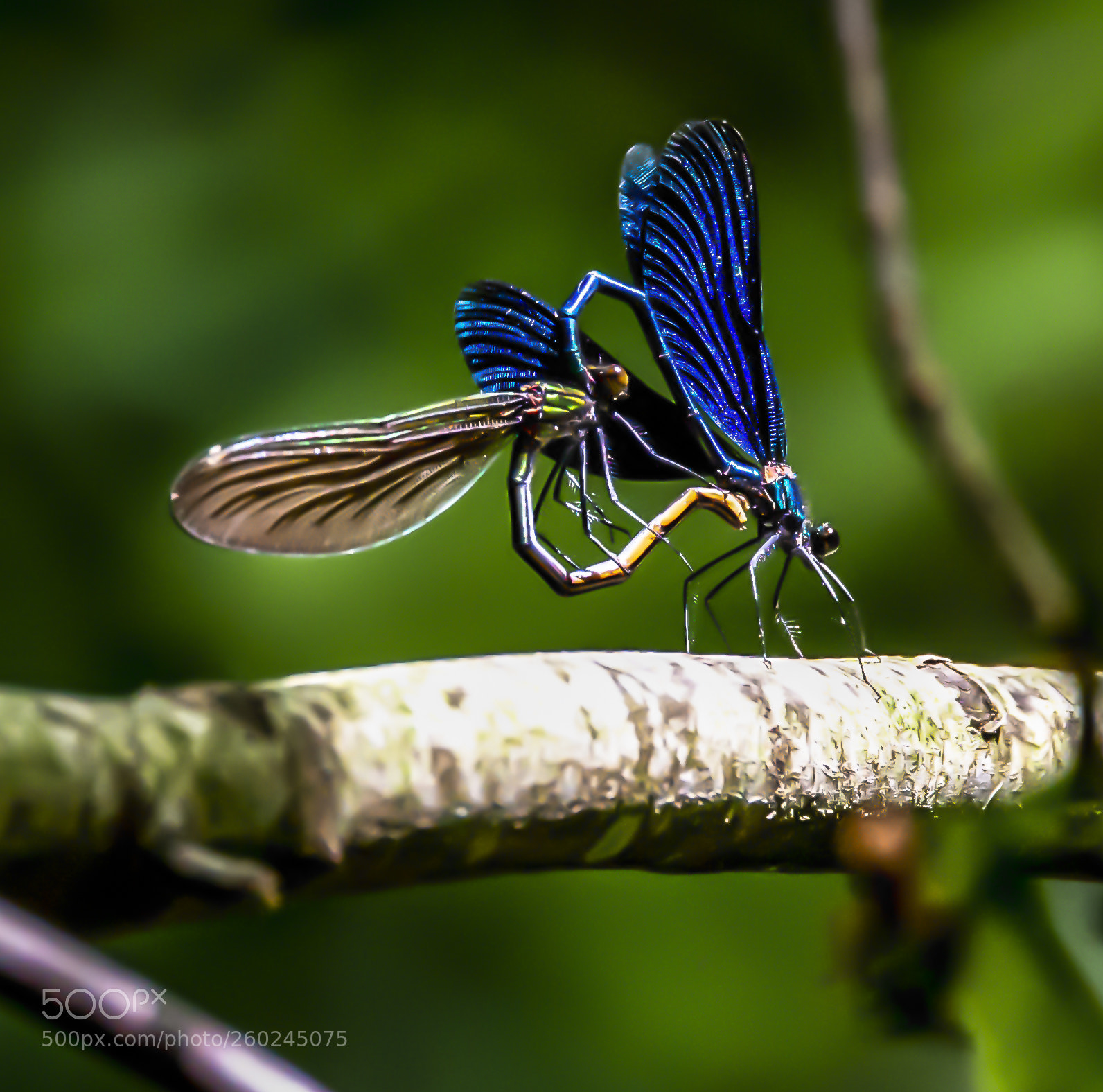 Nikon D4 sample photo. Beautiful demoiselle calopteryx virgo photography
