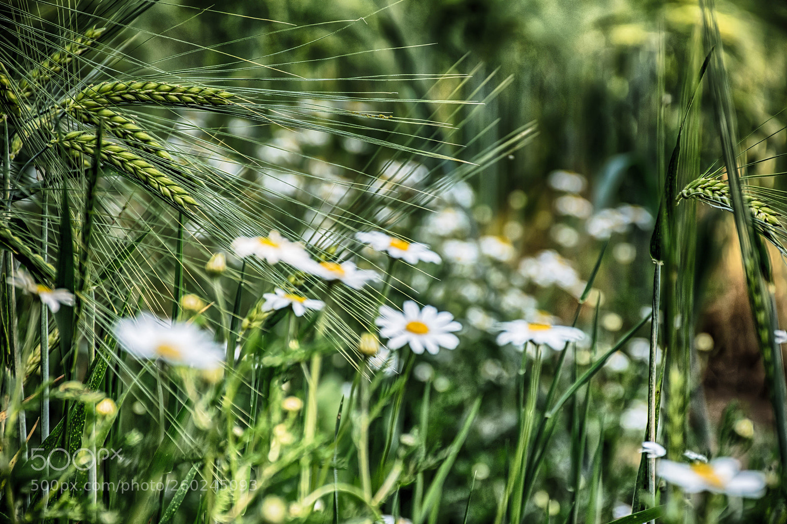 Nikon D5500 sample photo. Korn photography