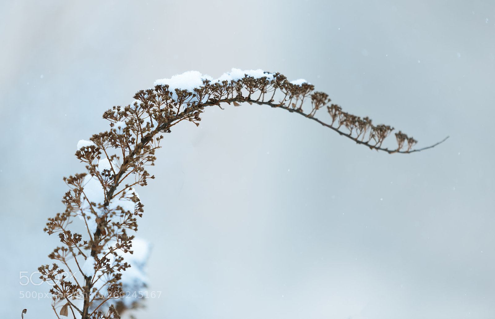 Nikon D750 sample photo. Dry winter flower bending photography