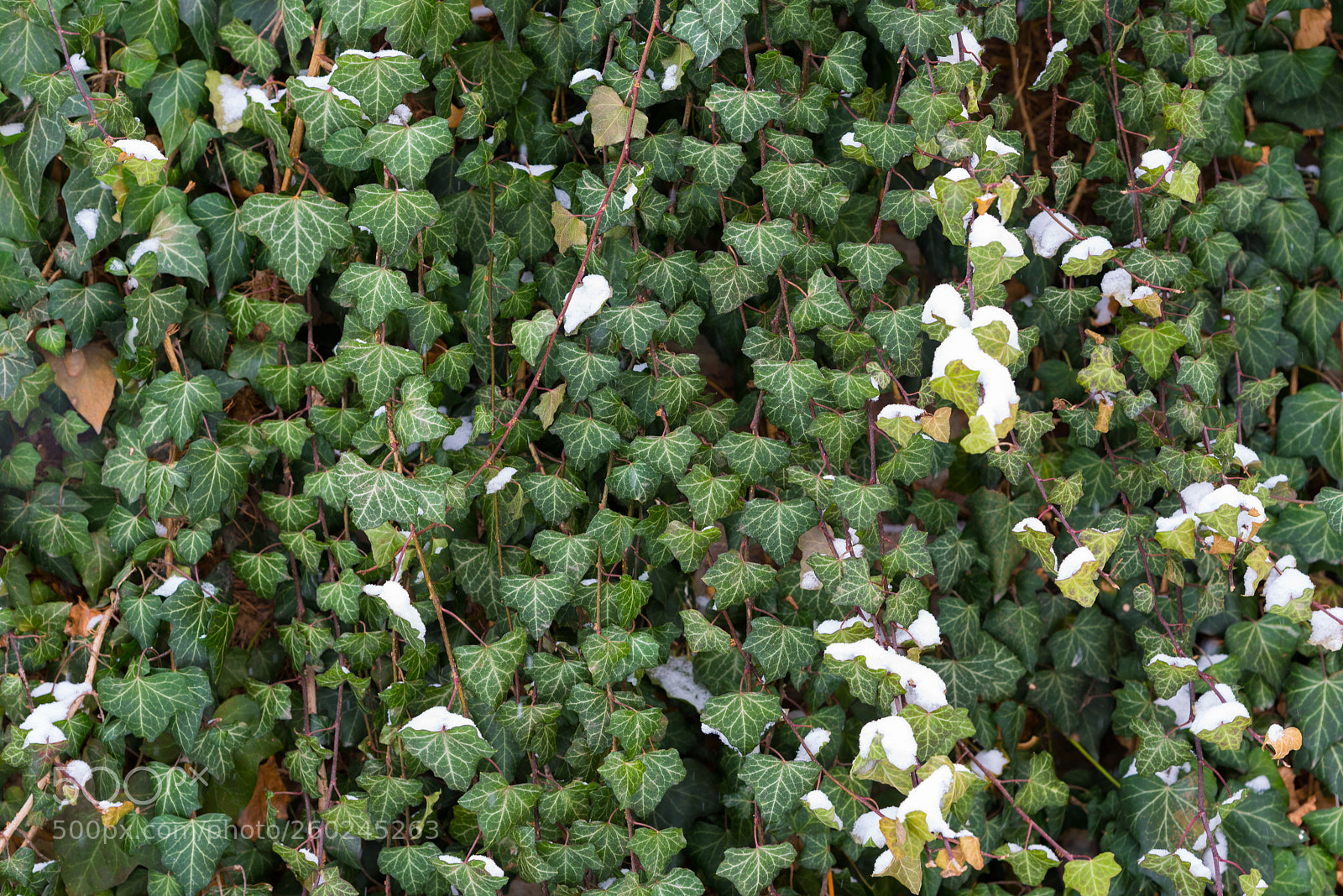 Nikon D750 sample photo. Green ivy on a photography