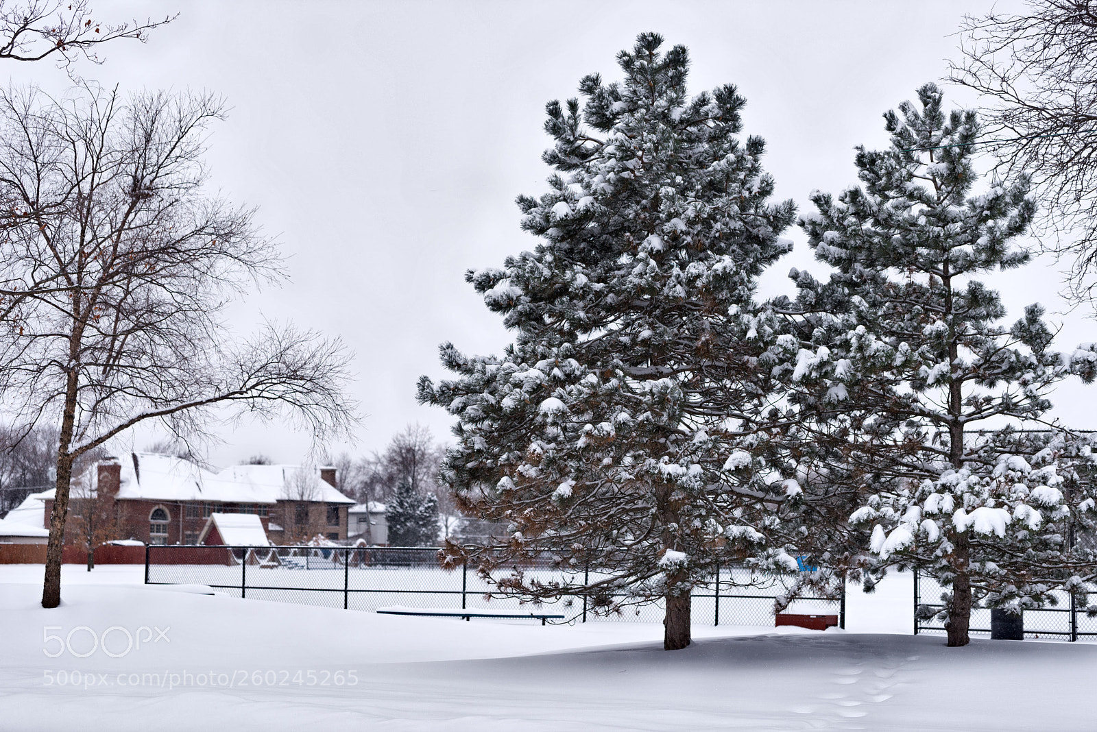 Nikon D750 sample photo. Green pine tree under photography